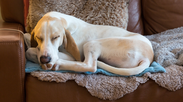 How Self-Heating Pads Can Transform Your Pet’s Winter Comfort